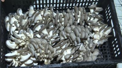 武穴市大法寺镇张良祖村：废弃鸡舍变身“菇房” 蹚出特色致富路