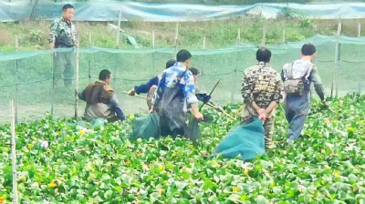 一只甲鱼“游”回来 带活乡村共富链