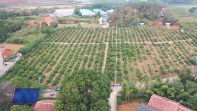 花桥镇嘉树家庭农场喜获丰收 生态种植带动乡村振兴