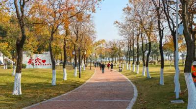 秋冬氛围感拉满！武穴街头巷尾全是自然投喂的五彩盛宴