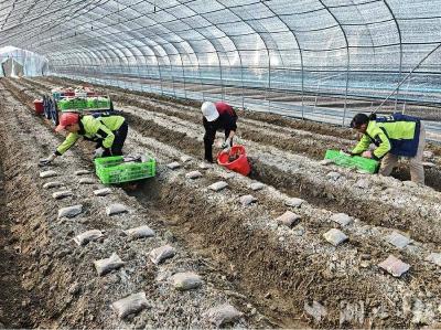 武穴市大金镇：“小菌菇”谱写“大文章” 特色农业激活乡村振兴“一池春水”