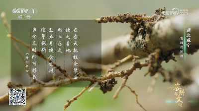 央视《农耕探文明》聚焦咸宁桂花 千年桂韵绽放品牌力量