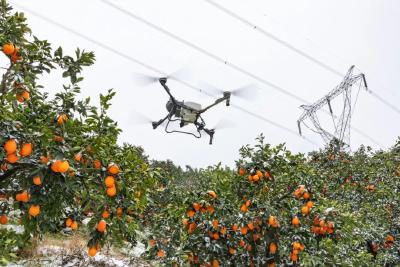 智慧种橙，秭归脐橙的“科技密码”