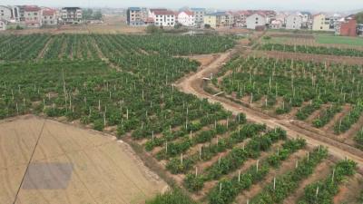 直播间里助农忙  桂丽丽为大法寺镇果冻橙打开“甜蜜销路”