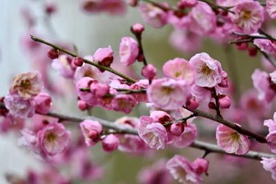 雪落梅川添诗意！千年古镇邀您漫步赏景，邂逅冬日浪漫