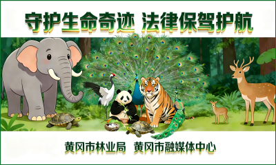 保护野生动物系列海报