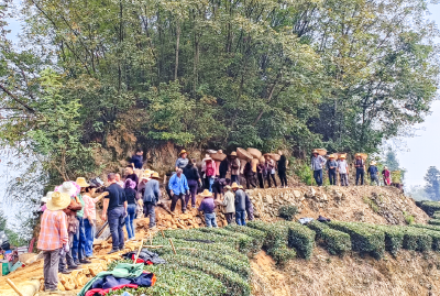 宜昌高山乡村“变形记”：靠“一片叶子”实现人均收入翻倍