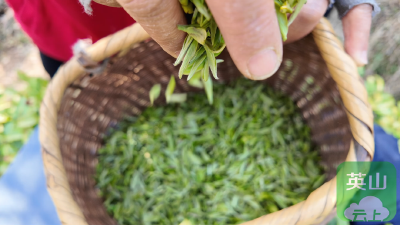 从3天到4小时：英山春茶“抢鲜”高质量密码