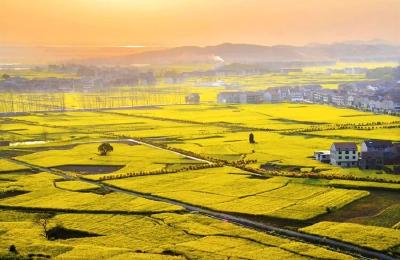 三月武穴，花开成海！4条绝美路线，带你邂逅最撩人的油菜花海