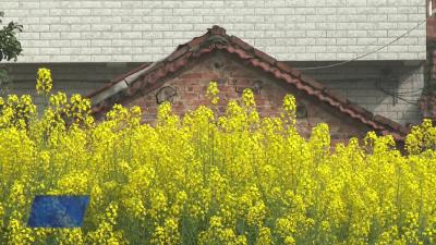 悦动春天 与你同行：龙坪镇开展亲听百姓宣讲文明实践活动
