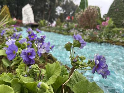 崖壁花开，香越重洋 ——一朵报春花的故土新生