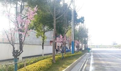 美翻了！武穴春日限定上线，满城处处是诗与远方