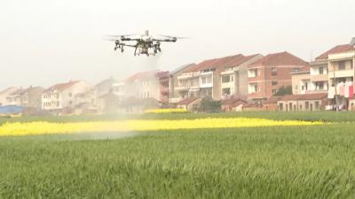 “一喷三防”正当时！武穴筑牢7.22万亩小麦丰产防线