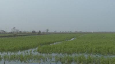 春风起虾苗俏！万丈湖街道奏响生态种养增收曲