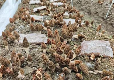 抢“鲜”上市！大金镇舒冲村小菌菇撑起乡村振兴致富伞