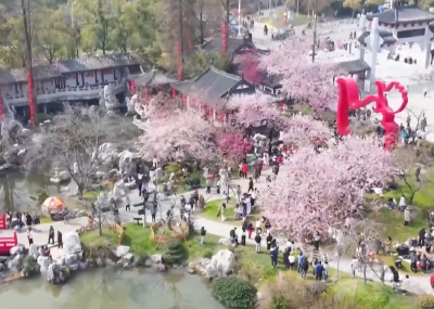 相约春天赏樱花 | 樱花经济，武汉“花期”可以有多长？