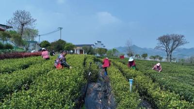 春茶飘香！邢家园村以茶赋能乡村振兴