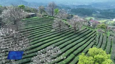 邢家园村邢园茶场：春茶采摘忙 满园茶飘香
