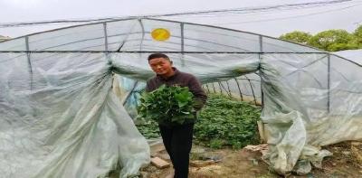 草莓红了，苕尖绿了！石佛寺镇“一棚双收”铺就致富路
