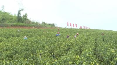 茶香漫山！李边村春茶采摘忙，振兴底气足