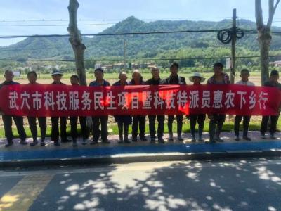 田间开“良方”！武穴科技特派员精准护航佛手山药稳产增收