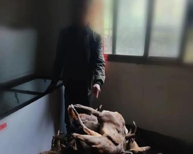 下套非法偷猎保护动物？！一男子被刑拘