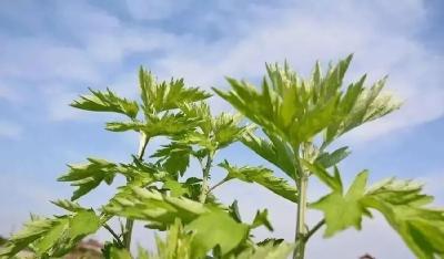 逆势上扬！蕲艾品牌价值突破150亿，十一连升继续领跑全国中药材地标