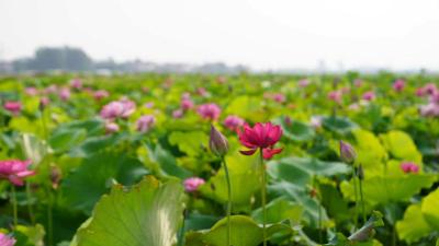 一条古渠的现代“水算法”：不仅灌田，还帮村民把日子过“香”了