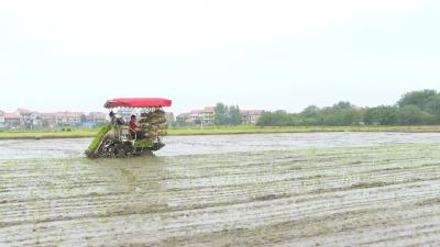 抢农时、插新秧！武穴农技护航粮仓，助力丰产 