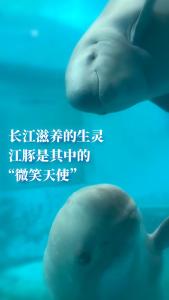 AI“奶爸”再升级！长江江豚有了“超级育婴室”