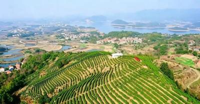 梅川镇杨垸村：从荒山薄地到和美新村