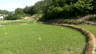 宜昌兴山：灌区节水改造工程投入使用 农田灌溉告别“跑冒滴漏”