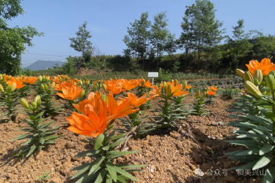 赏花抢鲜！兴山百合即将迎来盛花期
