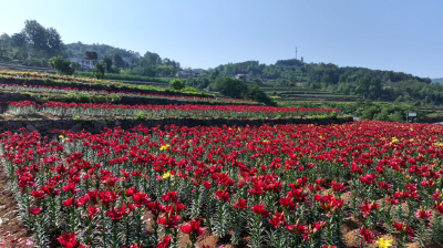 兴山百合花搭乘高铁“趁鲜”出山