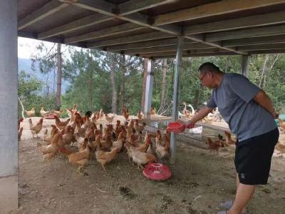 宜昌兴山：林下养鸡 “跑”出共富新路径