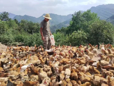 山林间的绿色“商机”：90后邓超的返乡创业路