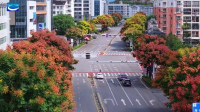 栾树：秋日限定的浪漫