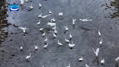 香溪河“特邀舞者”