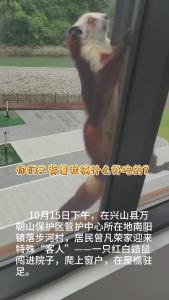 叮咚！猜猜谁来我家做客了？