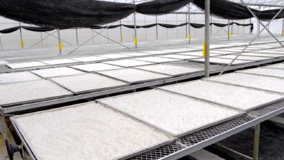 湖北兴山：烟薯套种喜丰收 烟粮协同见实效