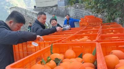 宜昌兴山：蜜雪冰城货车开进峡口橘园直采 促成百万元订单