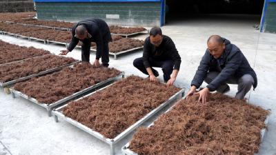 湖北兴山：订单种植稳销路 特色产业促增收