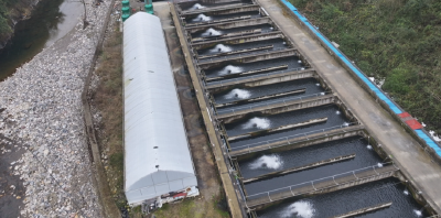 宜昌兴山产“三文鱼”将走向市民餐桌