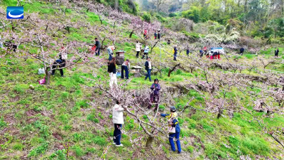 昭君镇：春日田园添乐趣 乡村振兴增活力