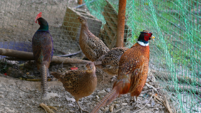 6000只七彩山鸡 “啄”开致富门