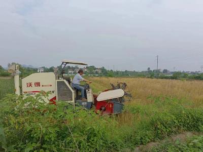 京山市新市街道鄢河村千亩油菜喜迎丰收