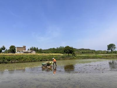 京山市永兴街道：水稻插秧忙 农田披“绿装”