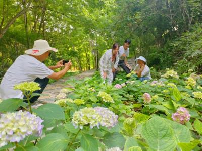 京山市新市街道：白谷烟树绣球花开正当时