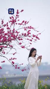 石龙镇杜湾村赏桃花