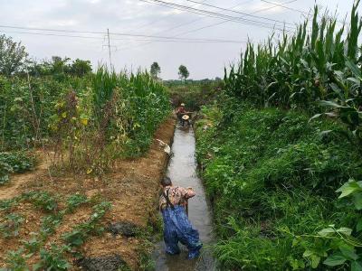 京山市雁门口镇白虎村：清渠抗旱保丰收